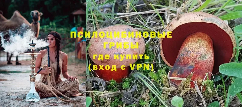 купить   Копейск  Галлюциногенные грибы Magic Shrooms 